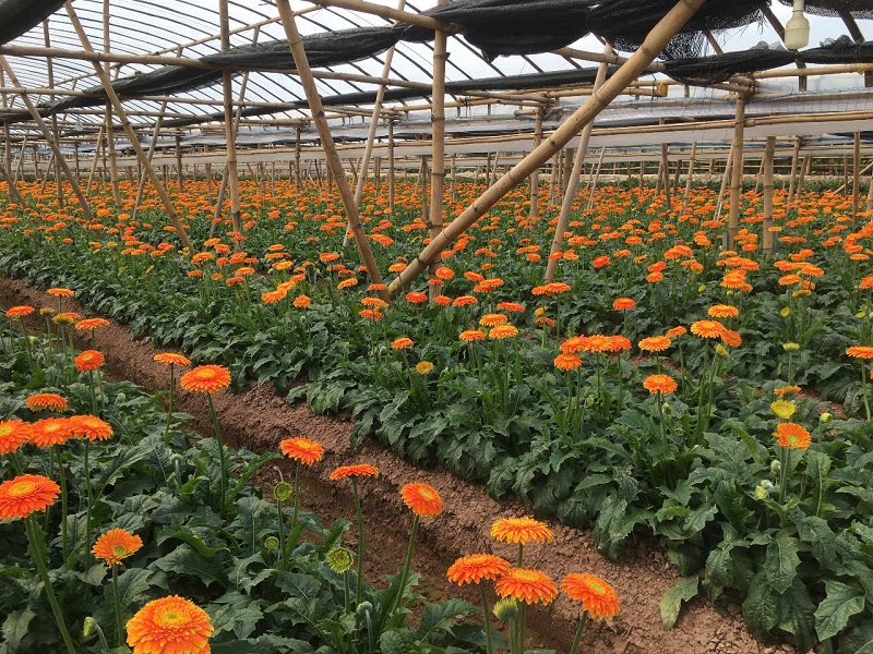 Cánh đồng hoa đồng tiền tại xã Đồng Tháp &lpar;Đan Phượng, Hà Nội&rpar;.