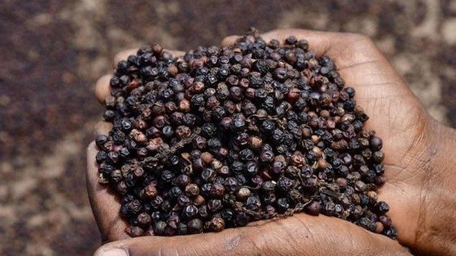 Giá tiêu tăng từ 800-1.000 đồng/kg so với ngày hôm qua.