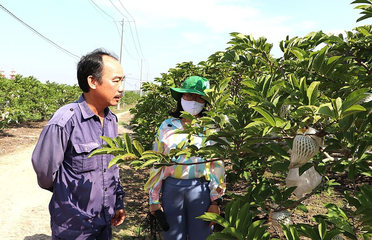 Quá trình đầu tư, phát triển sản xuất của nhiều HTX theo chuỗi giá trị vẫn còn gặp khó khăn.