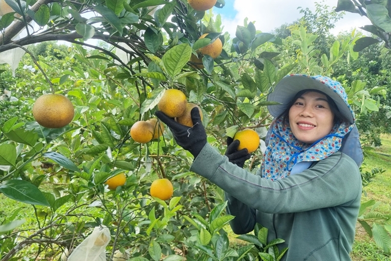 HTX vẫn gặp khó trong sản xuất bền vững.