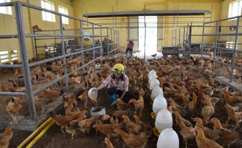 Các hộ chăn nuôi đã sẵn sàng cho mùa tiêu thụ Tết Ất Tỵ 2025.