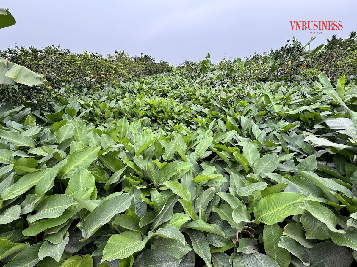 Cả một vùng quê rộng lớn nay trồng kín lá dong. Không còn những ruộng lúa ngả vàng ngày mùa, thay vào đó là những rặng nhãn, bưởi, chuối xen lẫn những luống lá xanh mướt trải dài.