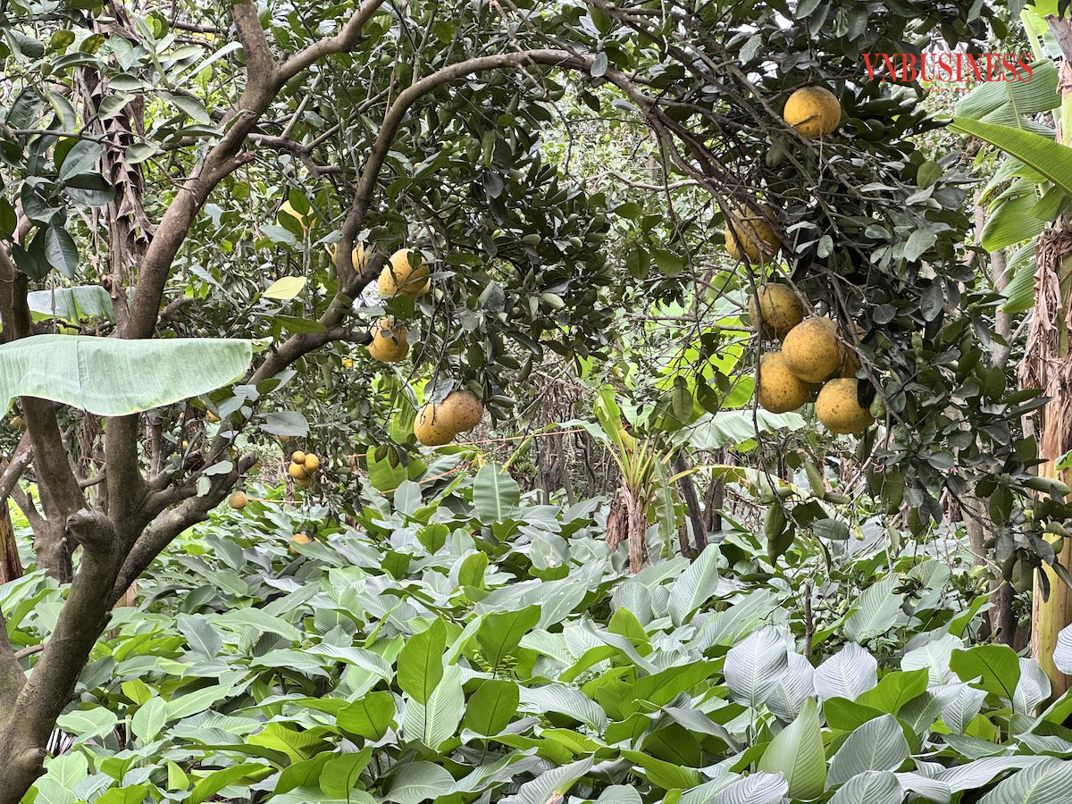 Lá dong giờ đây không chỉ là thứ cây mang lại thu nhập mà còn là biểu tượng cho sự đổi thay của quê hương Lạc Thuỷ.