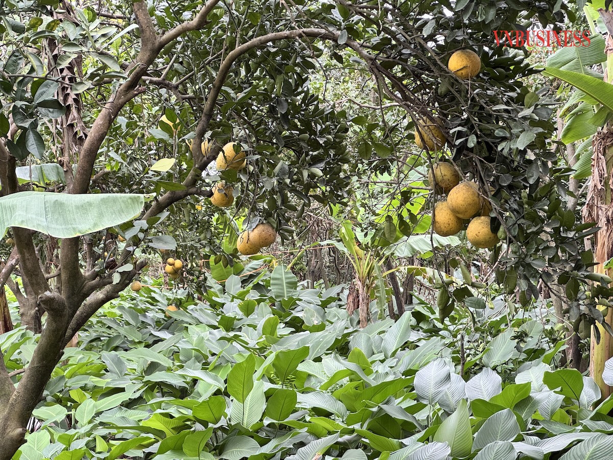 Lá dong giờ đây không chỉ là thứ cây mang lại thu nhập mà còn là biểu tượng cho sự đổi thay của quê hương Lạc Thuỷ.