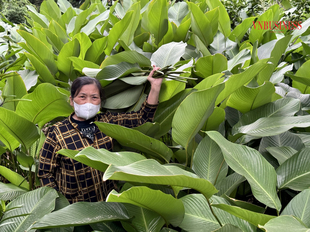 Lá dong không chỉ mang lại cho bà con những cái Tết sung túc hơn mà còn trở thành nguồn thu nhập chính, giúp nhiều gia đình đổi đời.