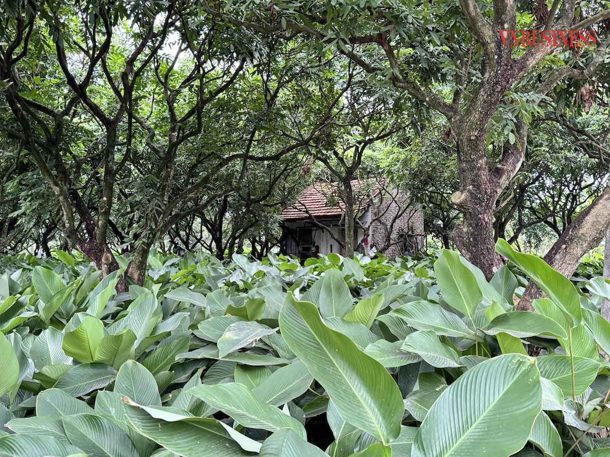 Lá dong không chỉ mang niềm vui bán Tết, mà còn gói trọn Tết quê tôi.