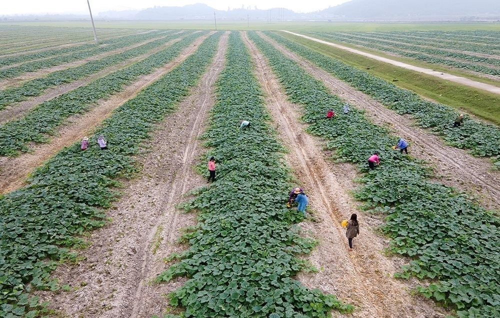 Miễn thuế sử dụng đất nông nghiệp nhằm khuyến khích các tổ chức, cá nhân đầu tư vào nông nghiệp, nông dân, nông thôn.