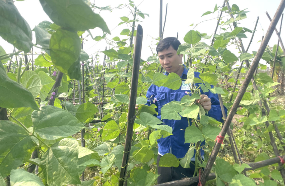Hoành Đức Mạnh là đồng sáng lập HTX Hoa Phong kết nối nông dân sản xuất xanh.