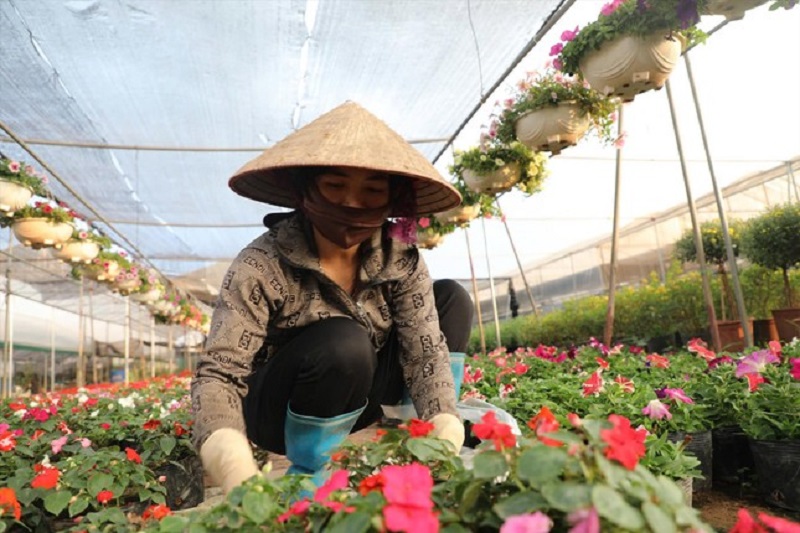 Những chậu hoa ngắn ngày ngọc thảo, dạ thảo, cẩm chướng,... của các hợp tác xã cũng chuẩn bị xuống phố.