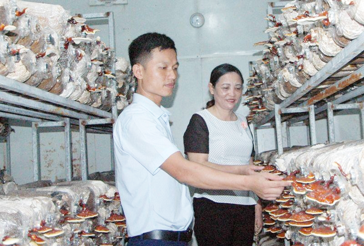 Sản phẩm sạch của HTX Việt Tú ngày càng vươn xa trên thị trường.