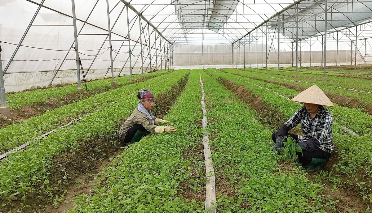 Nhờ sản xuất xanh, HTX Hoa Phong duy trì sự phát triển ổn định, tạo nhiều việc làm.