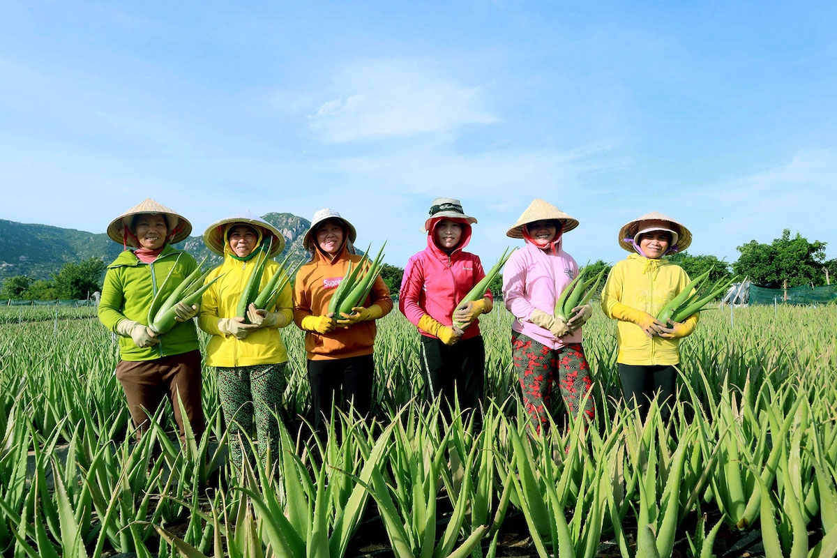 GC Food đã xây dựng một chuỗi cung ứng khép kín với các HTX, bà con nông dân ở Ninh Thuận