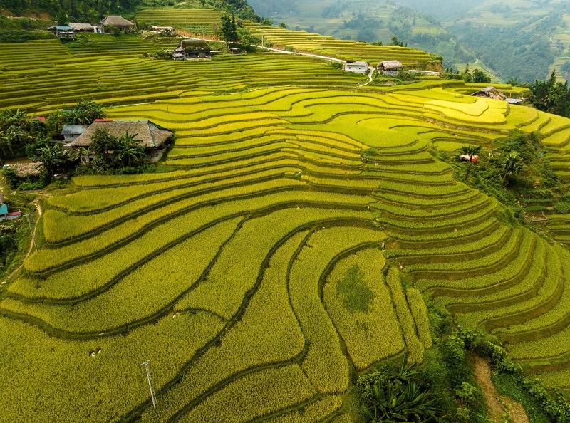 Cánh đồng lúa chín tại thôn Xà Phìn, xã Phương Tiến, huyện Vị Xuyên nằm dưới chân núi Tây Côn Lĩnh.