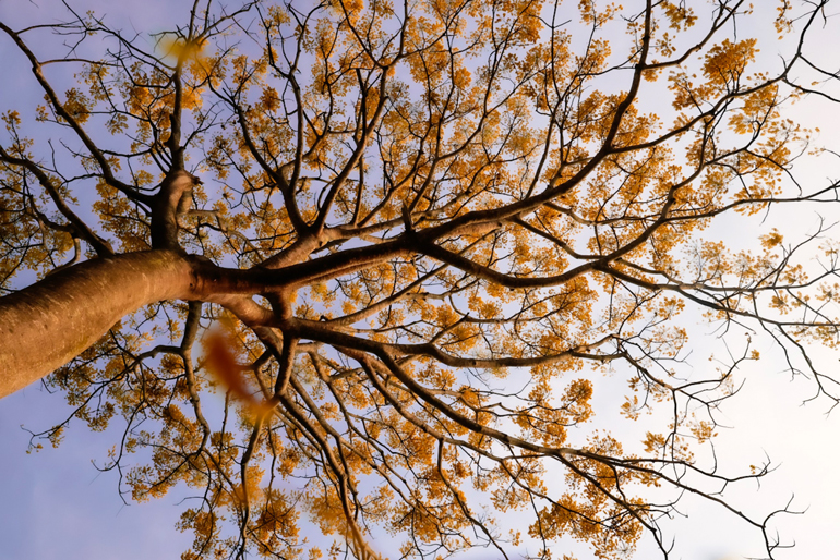 Phượng vàng khoe sắc vào những ngày Xuân.