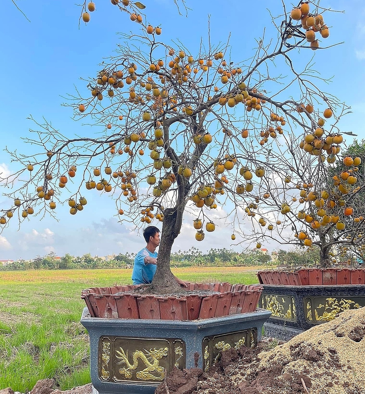 Hồng giống cổ Hải Hậu vẫn được nhiều người yêu thích.