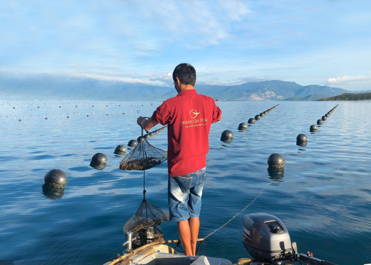Khu nuôi trồng con giống của Ngọc Trai Hoàng Gia tại vùng biển tỉnh Khánh Hòa.