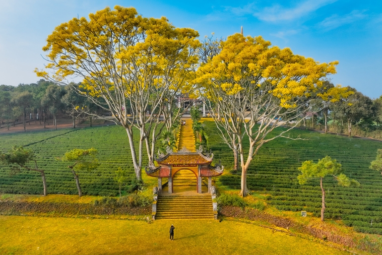 Màu vàng rực rỡ của hoa phượng làm ngày Xuân thêm ấm áp.