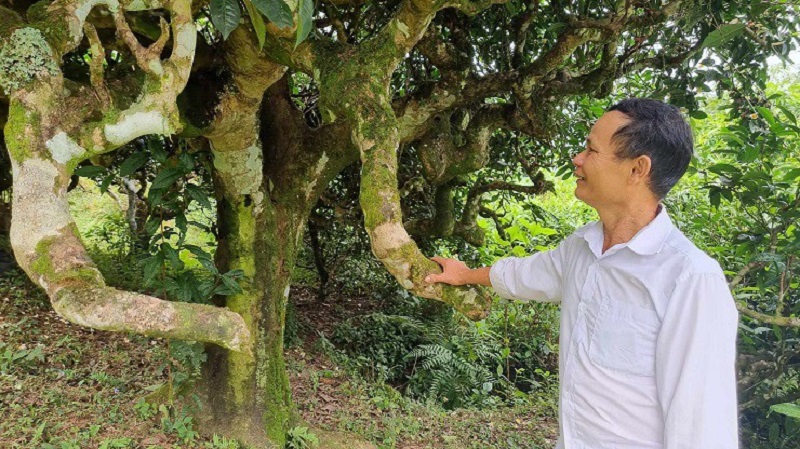 Ông Đặng Văn Háu &lpar;60 tuổi&rpar;, trưởng thôn Xà Phìn bên những gốc trà Shan tuyết cổ thụ của gia đình.