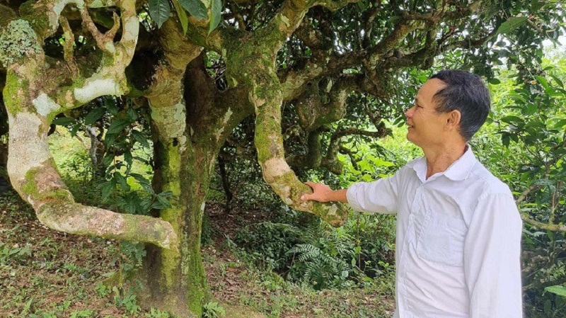 Ông Đặng Văn Háu &lpar;60 tuổi&rpar;, trưởng thôn Xà Phìn bên những gốc trà Shan tuyết cổ thụ của gia đình.
