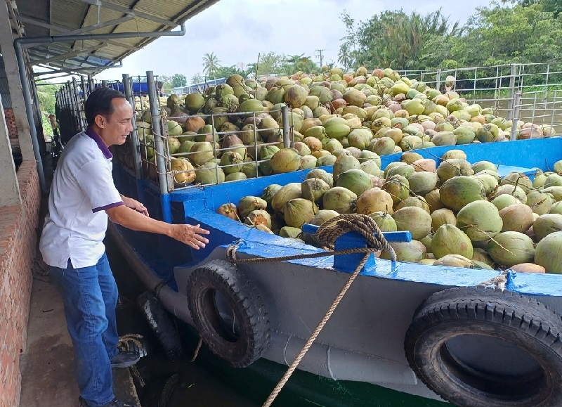 Việt Nam có diện tích và sản lượng dừa đứng thứ 6 thế giới, năng suất đứng hạng 3 và giá trị kim ngạch xuất khẩu đứng hạng 4.