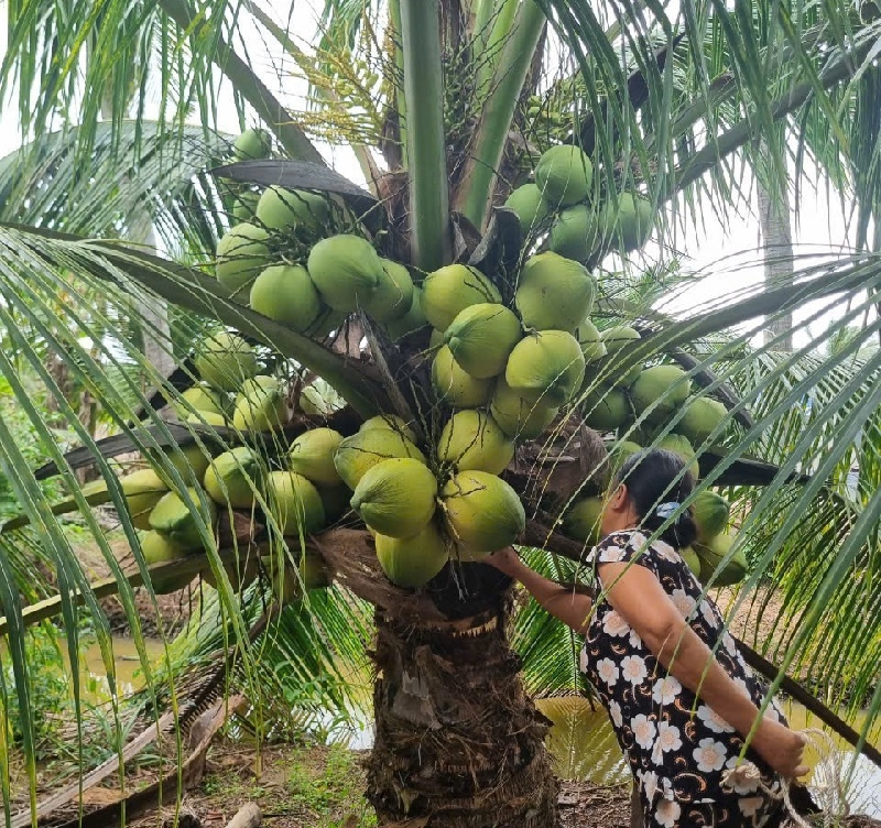 Diện tích trồng dừa của Việt Nam tính đến nay đạt khoảng 191.000 ha.