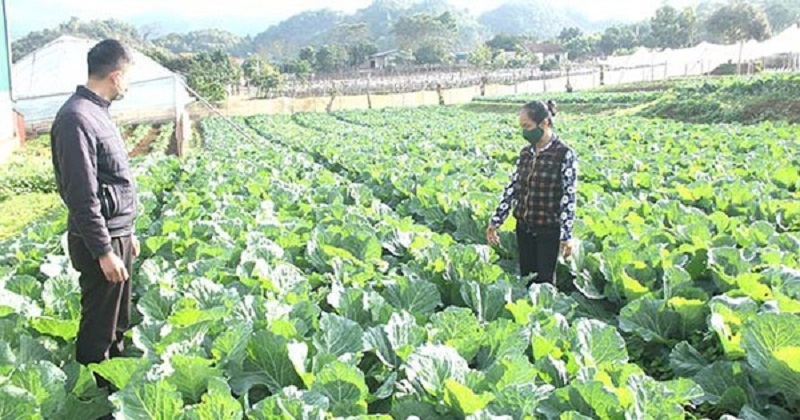 Vườn rau - nông sản an toàn Sơn La chuẩn bị đáp ứng thị trường dịp Tết Nguyên đán.