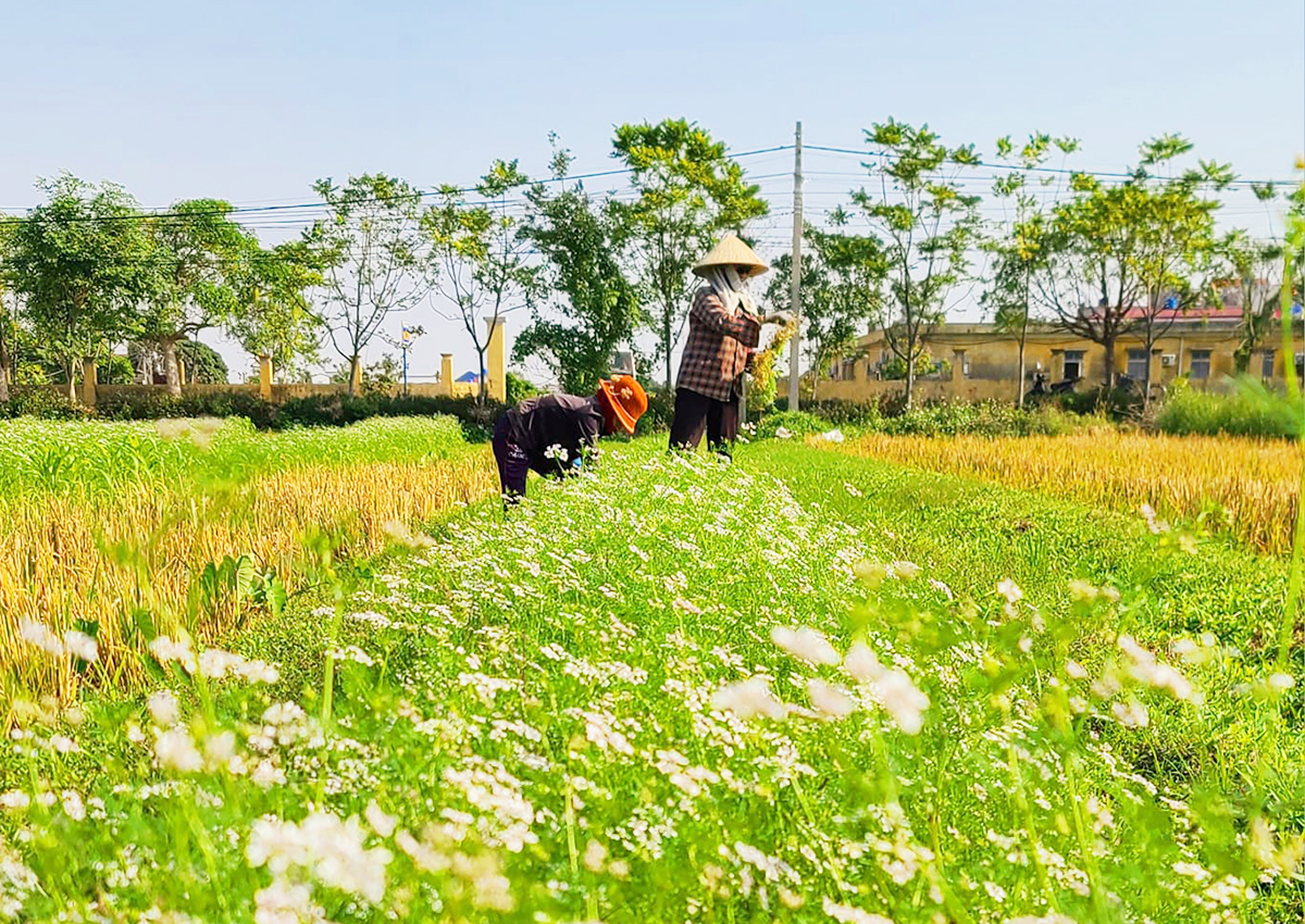Khánh Duyên cùng những cộng sự trong Nông Dược Gotafarm luôn định hướng phải làm nông nghiệp sạch.