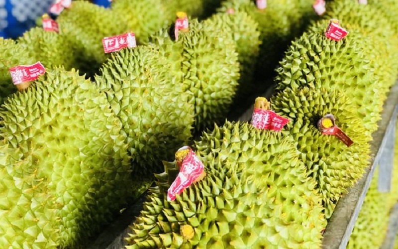 EU đã tăng tần suất kiểm tra dư lượng thuốc bảo vệ thực vật tại cửa khẩu lên 20% đối với sầu riêng của Việt Nam.