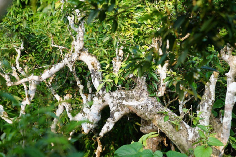 Gốc chè Shan tuyết cổ thụ tại Hà Giang.