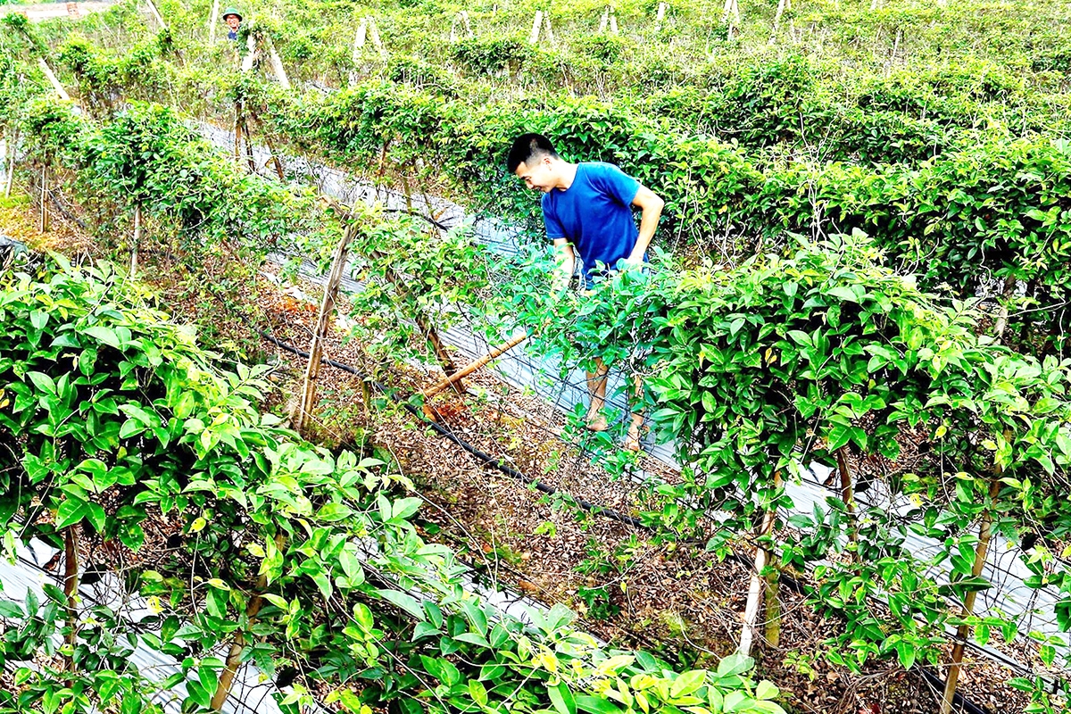 Sâm núi Dành bén rễ đã lâu nhưng phải đến những năm gần đây mới được nhân rộng ở Tân Yên, Bắc Giang.