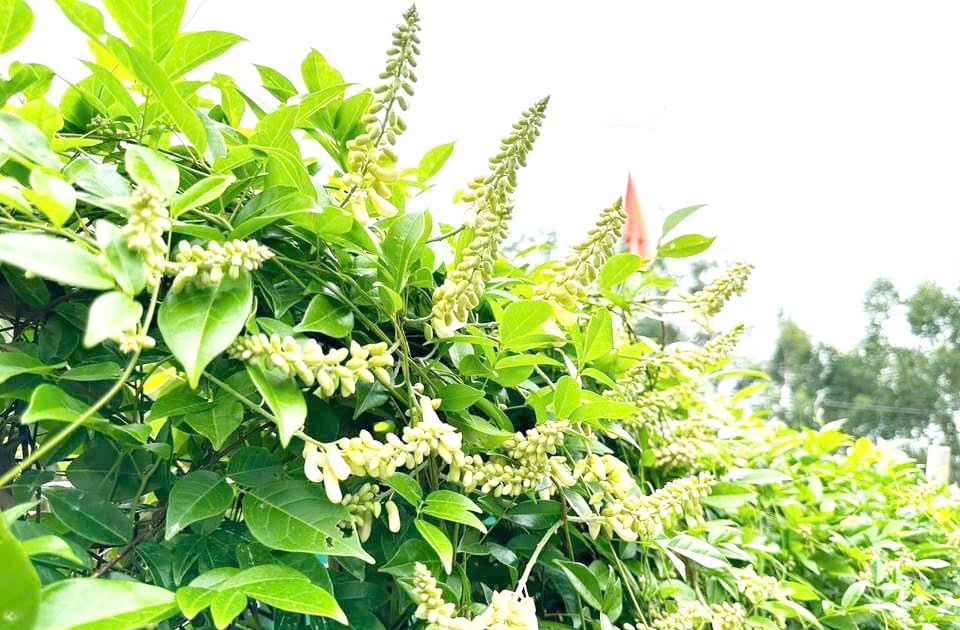 Cây sâm được huyện Tân Yên định hướng phát triển thành vùng nông sản trọng điểm.