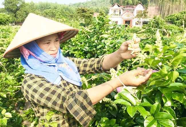 Cây sâm đang mang lại giá trị kinh tế cao cho người dân ở vùng đất thiêng núi Dành.