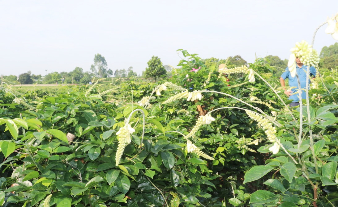 Cây sâm có thể bán hoa, bán củ và bán cây giống, tất cả đều cho giá trị kinh tế cao.