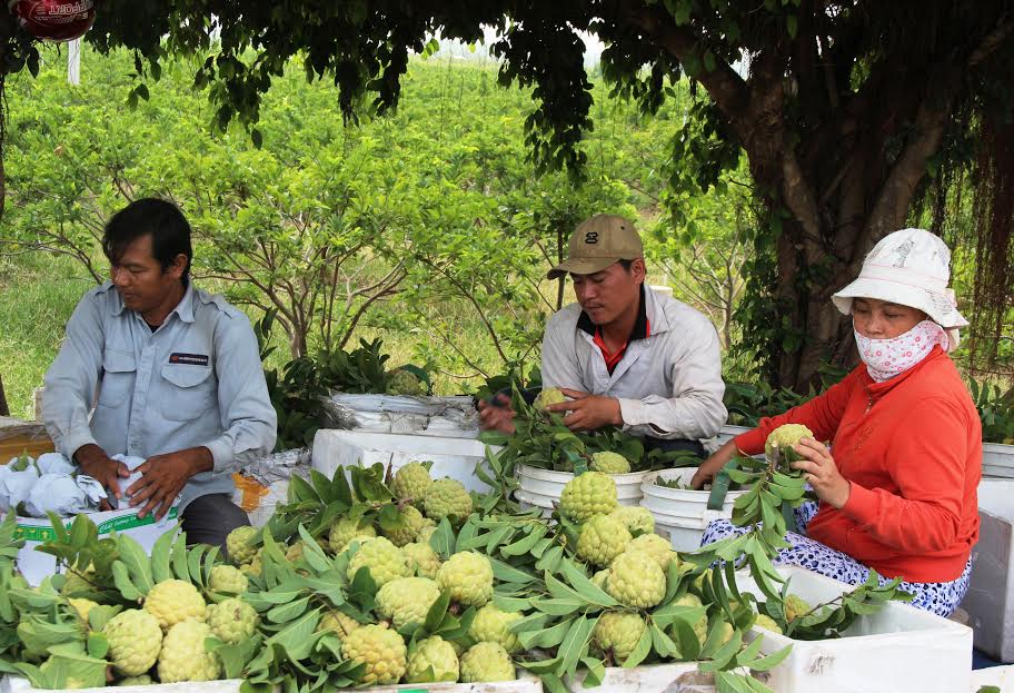 Nhiều HTX có lợi thế về sản phẩm đặc trưng đã phần nào tạo thuận lợi cho việc cung ứng hàng hóa ra thị trường vào dịp cuối năm.