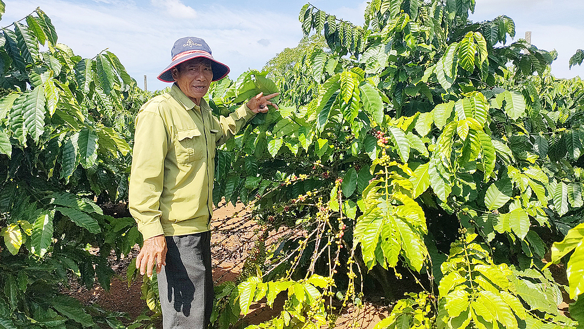 Cà phê bị kẻ trộm hái nham nhở.