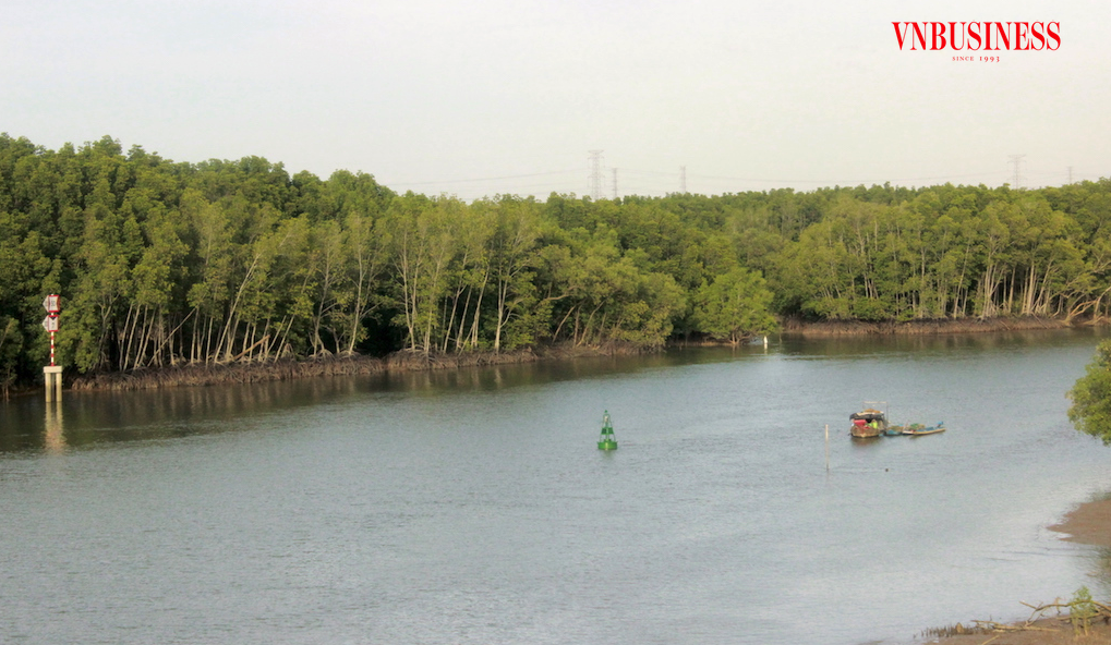 Đến vùng rừng Sác Nhơn Trạch du khách tha hồ ngắm cảnh đẹp từ thảm thực vật đa dạng của những cánh rừng ngập mặn.