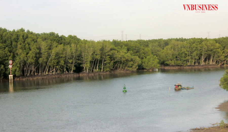 Đến vùng rừng Sác Nhơn Trạch du khách tha hồ ngắm cảnh đẹp từ thảm thực vật đa dạng của những cánh rừng ngập mặn.