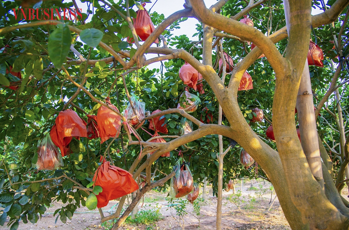 Bưởi đỏ từ vỏ đến ruột, thu hoạch vào dịp cuối năm, trùng với dịp Tết Nguyên đán nên luôn được người tiêu dùng ưa chuộng, đánh giá cao và không đủ hàng để bán.