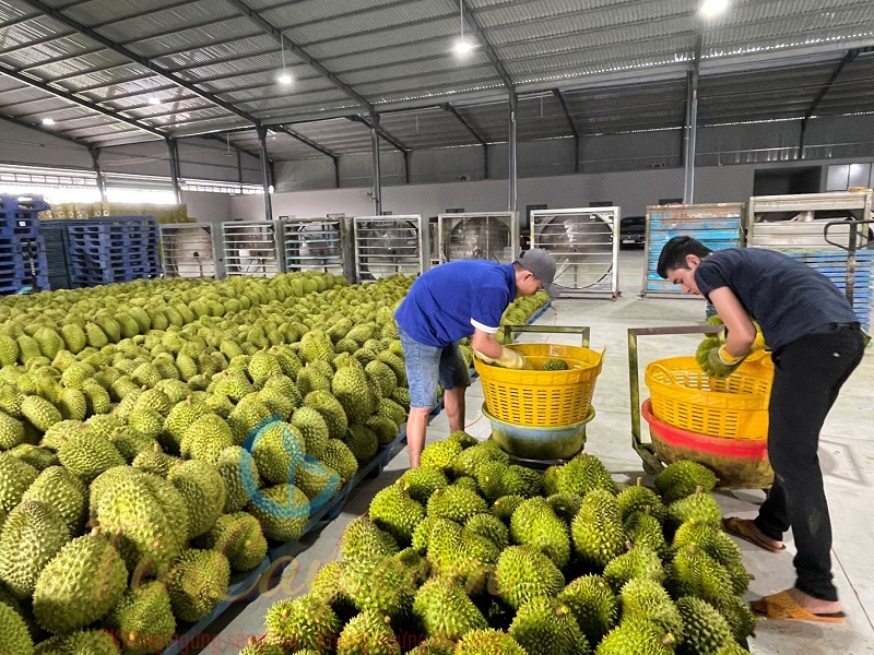 Giá sầu riêng đồng loạt tăng giá mạnh, đã vượt mốc 200.000 đồng/kg, lên mức 202.000 - 220.000 đồng/kg.