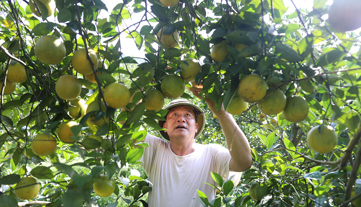 Ông Phan Văn Tâm đang mải miết thu hoạch cam để kịp giao hàng cho thương lái.