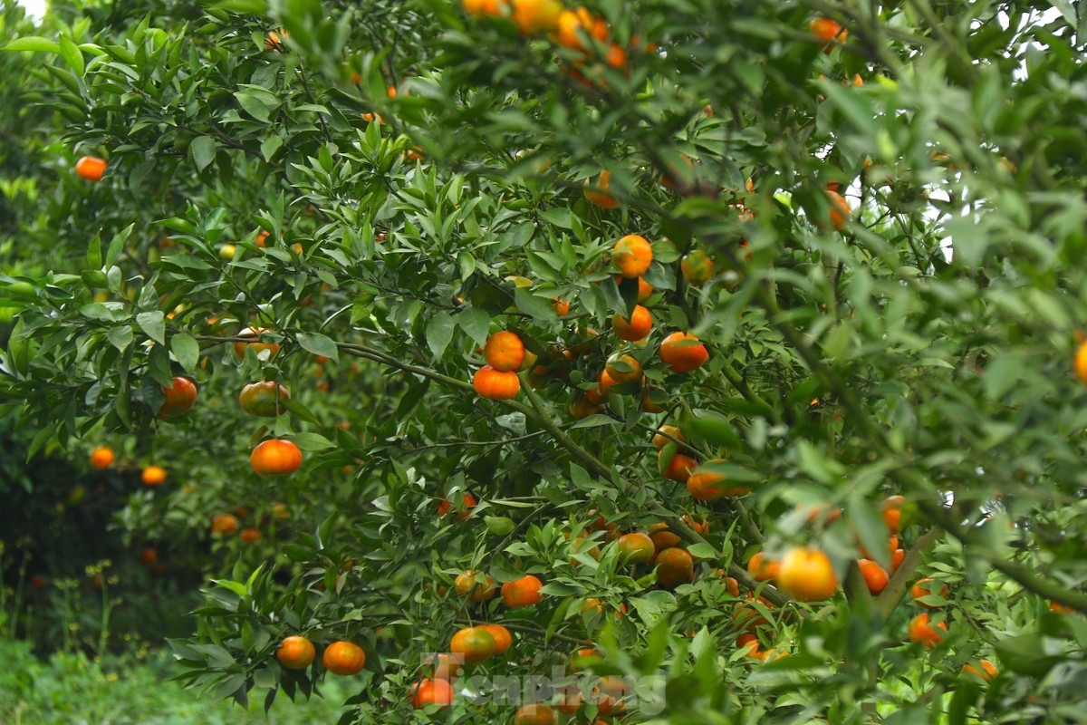 Vườn cam trĩu quả nhà anh Mừng đến ngày thu hoạch.