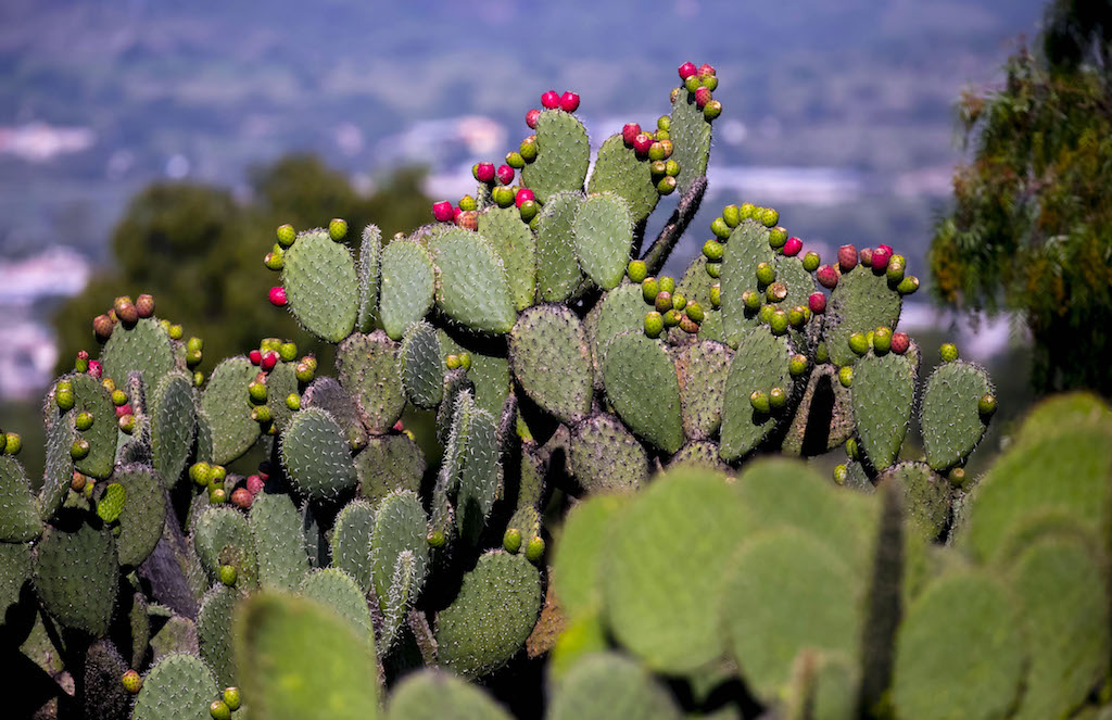 Xương rồng tai thỏ có nhiều dưỡng chất quý, như “mỏ vàng” trời ban cho doanh nông khai thác một cách sáng tạo.