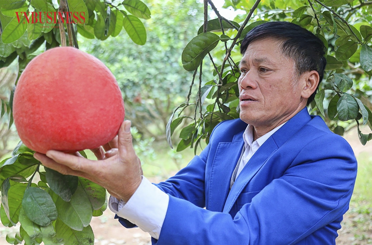 Ông Lương Văn Phương bên trái bưởi đầu dòng của gia đình, đây được coi là một trong những trái cây đặc sản, quý hiếm của Hà Nội.