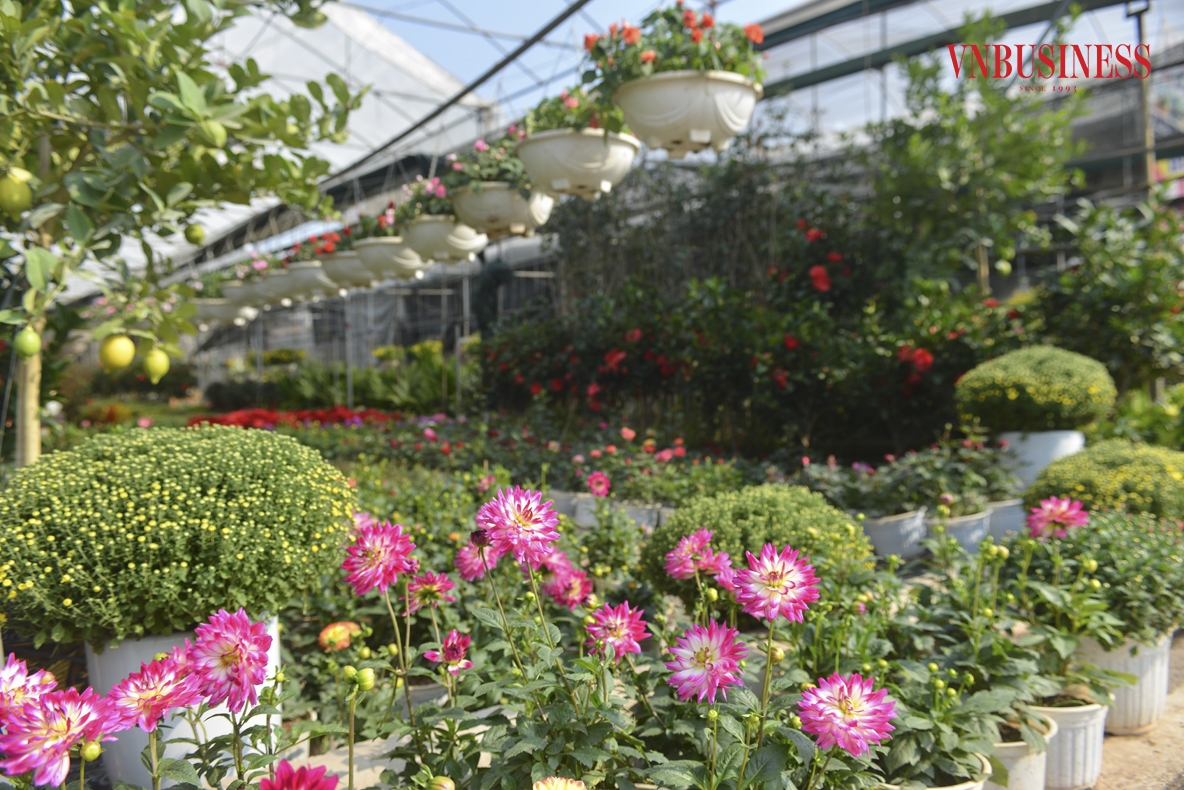 Nơi đây nổi tiếng với hoa chậu, hoa giỏ treo, hoa trải thảm, với hàng trăm loài hoa độc, lạ, đáp ứng thị hiếu của người chơi như: hoa dạ yến thảo, kim ngân lượng, pháo hoa, đồng tiền, ngọc thảo, hay các loài hoa quý như lan hồ điệp, địa lan, hoa trà, thủy tiên…