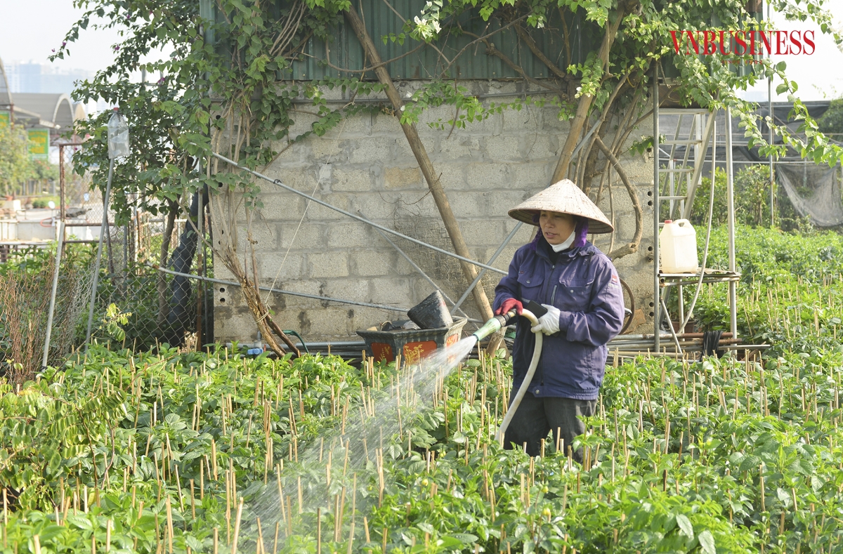 Từ sáng sớm, các nông hộ đã tất bật, rộn ràng bên những vườn hoa. Chăm chút từng khóm hoa, chậu cảnh để khi đến tay khách hàng chúng ở trạng thái đẹp, rạng rỡ nhất.