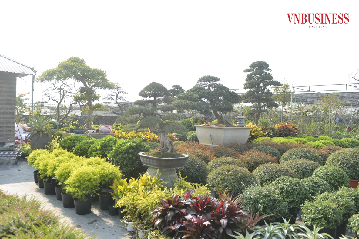 Dịp cận Tết, nhiều nhà vườn chuẩn bị lượng lớn hoa, cây cảnh để phục vụ nhu cầu chơi hoa của người dân địa phương và các vùng lân cận.