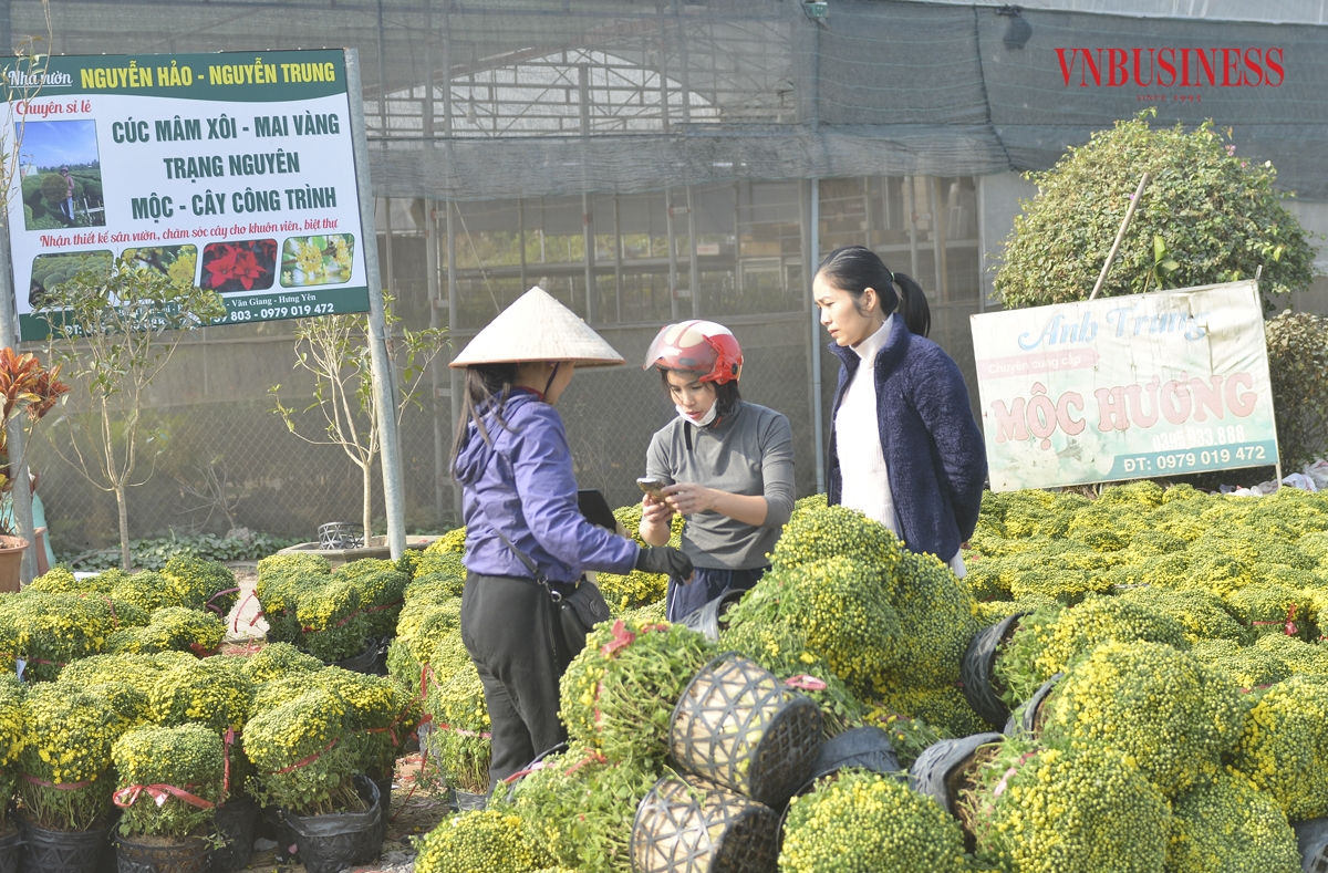 Những ngày này, thương lái đến từ các tỉnh thành lân cận cũng đã có mặt tại vườn để lựa chọn và đặt hàng để bán Tết.
