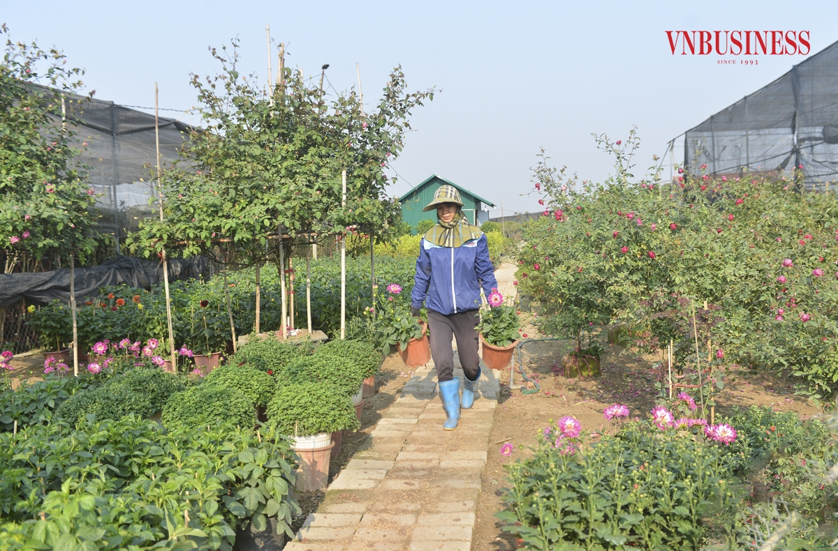 Chị Lê Thị Tươi, một chủ nhà vườn cho biết, năm nay do ảnh hưởng nặng nề của cơn bão số 3 nên những cây cảnh lâu năm có giá trị cao bị thiệt hại lớn, bà con phải xoay sang trồng các loại cây hoa ngắn ngày. Đây cũng là thời điểm hoa rất đẹp, thời tiết khá thuận lợi nên hoa sẽ nở đúng vào thời điểm Tết, cùng với đó, số lượng khách đặt mua hoa cũng tăng cao so với mọi năm.