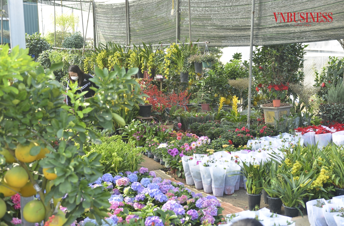 Làng nghề hoa, cây cảnh Xuân Quan có tổng diện tích đất canh tác gần 200ha với khoảng 1.300 hộ chuyên canh trồng hoa. Nhờ nằm ở vị trí thuận lợi trong giao thương, nên Xuân Quan đã phát triển thành một vùng trồng hoa trọng điểm của tỉnh Hưng Yên, vựa hoa lớn ở miền Bắc được nhiều người biết đến. Phạm Hòa