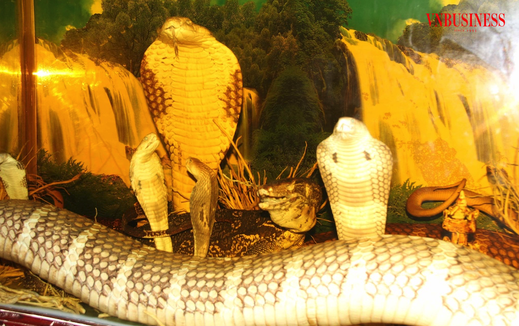 Tiêu bản rắn hổ mang chúa trong Bảo tàng rắn của Trại rắn Đồng Tâm.